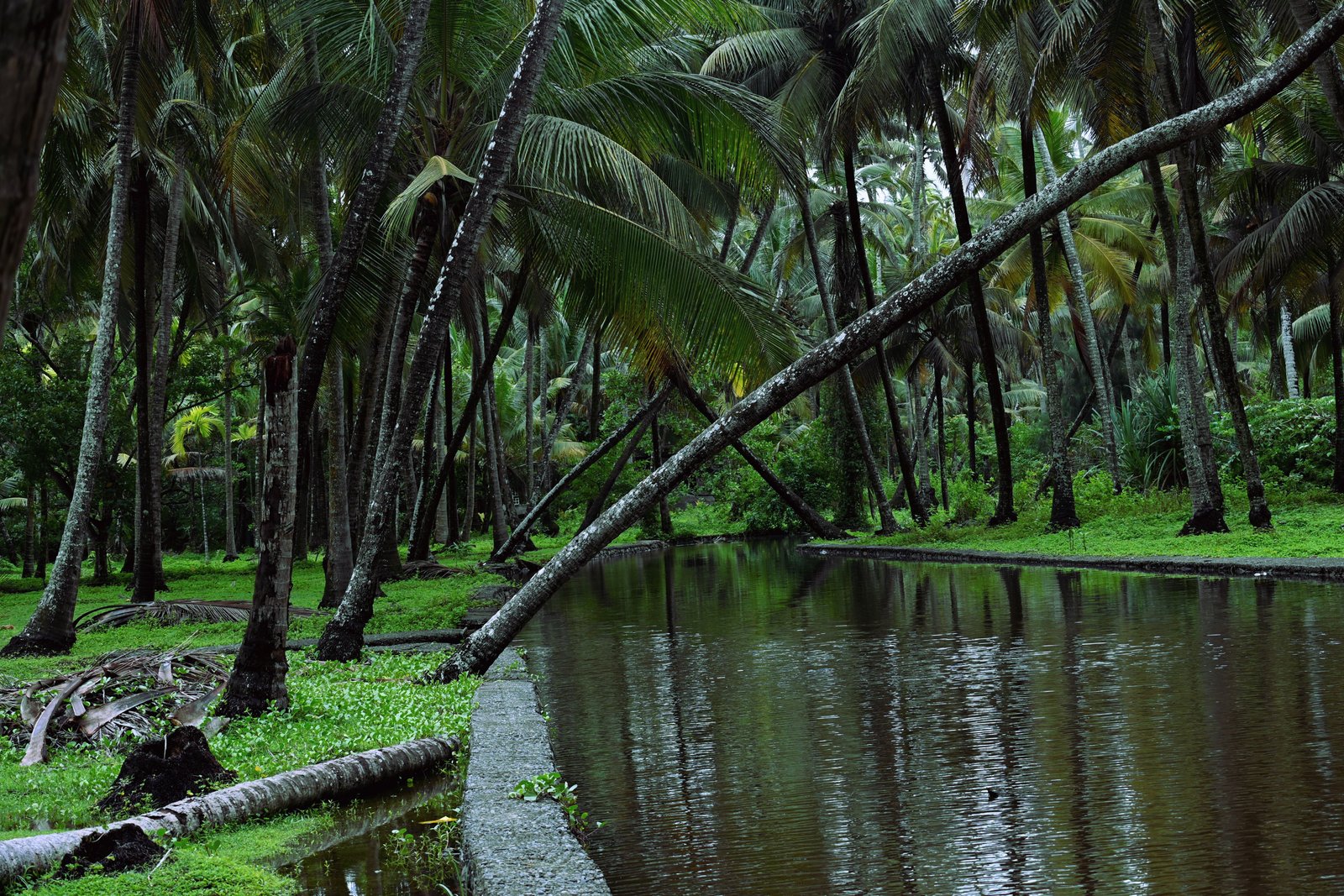 Untamed Landscapes